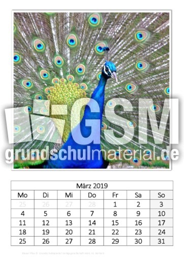 März_Blauer Pfau.pdf